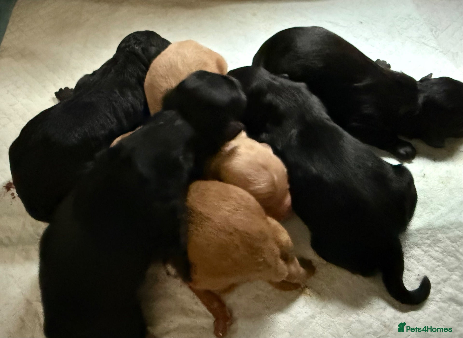 Mixed Breed dogs Labradoodle Puppies DUE towards end of Oct 2026 - Advert 2
