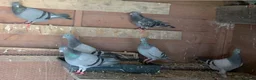 Pigeons birds for sale: RACING PIGEONS - Advert 4