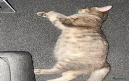 British Shorthair cats for sale: British Shorthair - Image 8