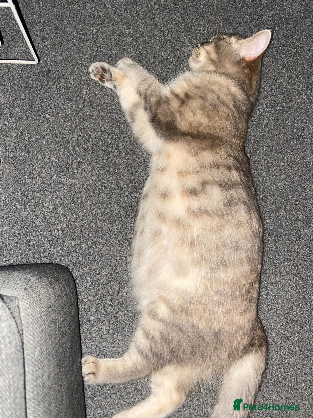 British Shorthair cats for sale: British Shorthair - Image 8