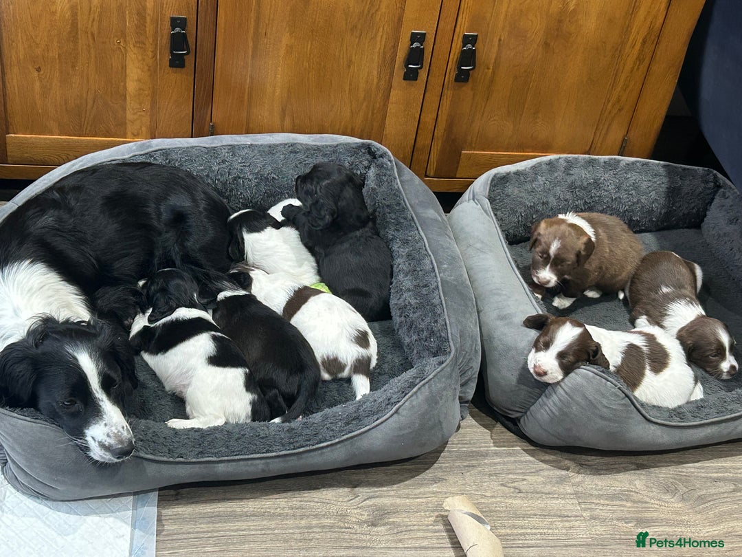 Sprollie dogs for sale: Sprollie  - Advert 2