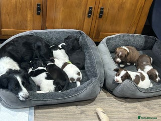 Sprollie dogs Sprollie - Advert 1