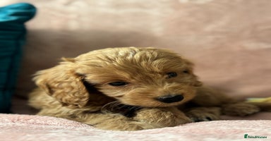 Cockapoo dogs - Advert 5