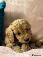 Cockapoo dogs - Advert 5