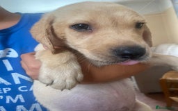 Labrador Retriever dogs for sale: Lovely Labrador puppies  - Image 26