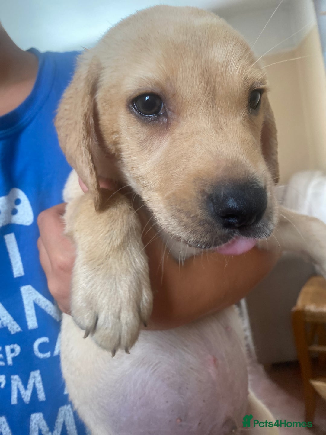 Labrador Retriever dogs for sale: Lovely Labrador puppies  - Image 26