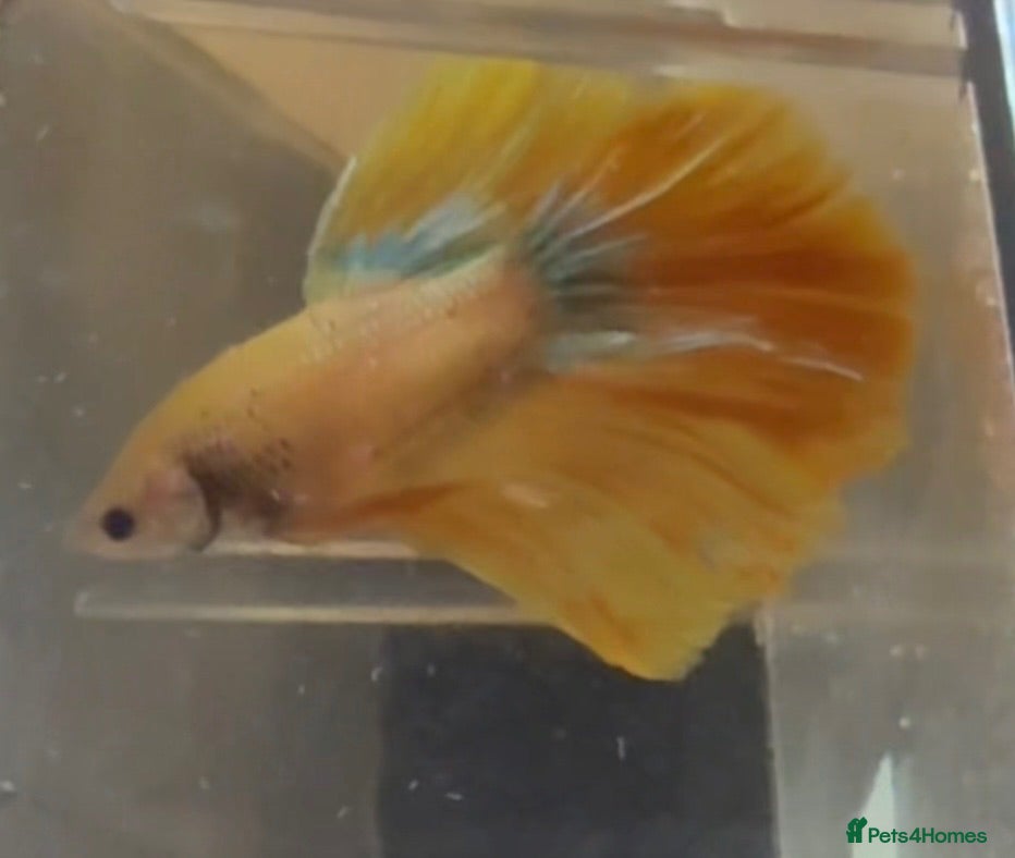 Bettas fish Betta fish for sale  - Advert 1