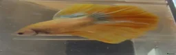 Bettas fish for sale: Betta fish for sale  - Advert 1