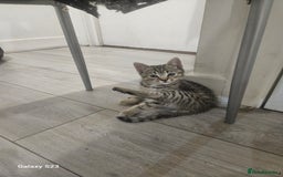 American Shorthair cats for sale: Tubby kittens  - Image 2