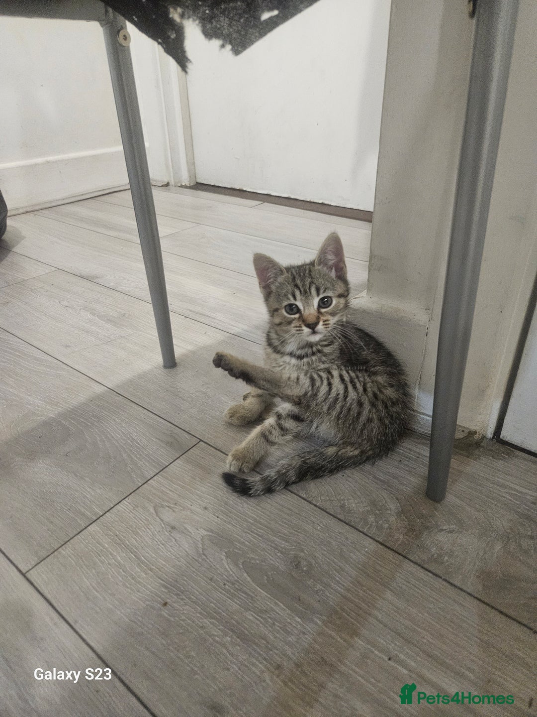 American Shorthair cats for sale: Tubby kittens  - Image 2