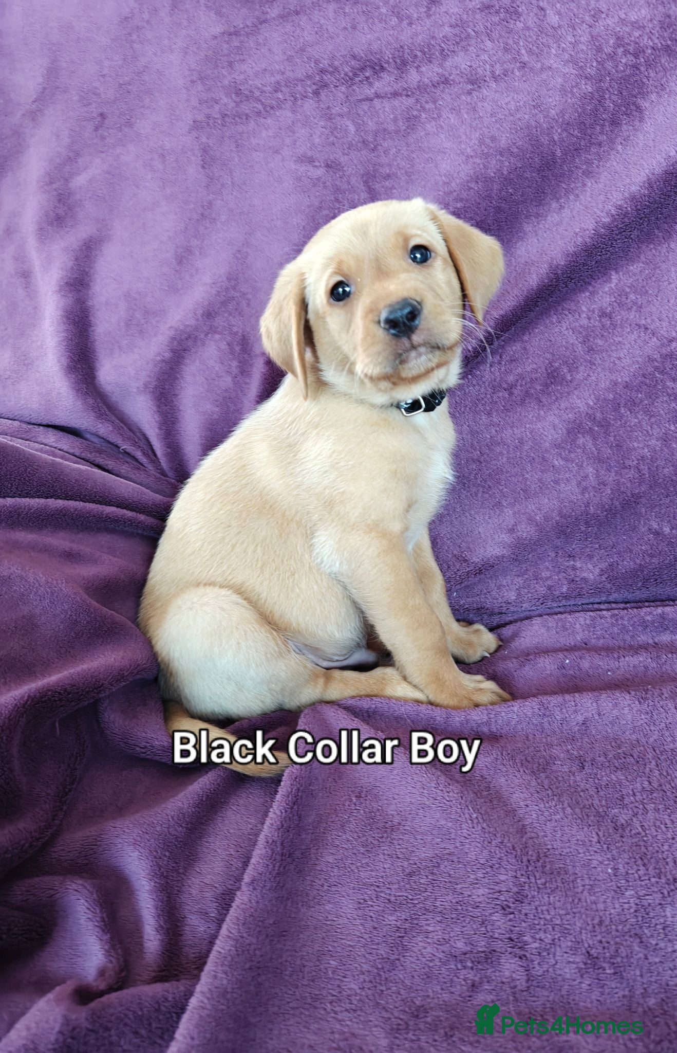 Labrador Retriever dogs Kc Reg Fox Red Labs From Health Tested Parents  - Advert 2