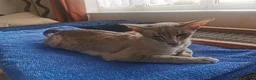 Siamese cats for sale: Siamese Kittens for sale - Advert 4