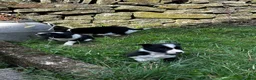 Border Collie dogs for sale: BORDER COLLIE PUPS in Glossop - Advert 10