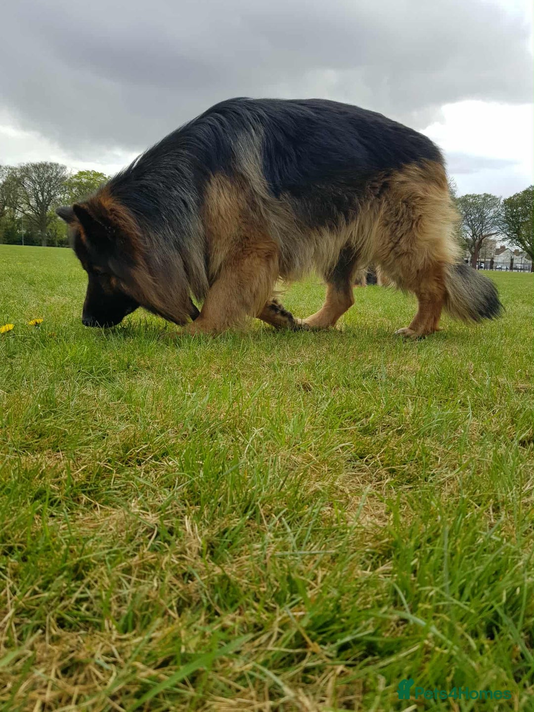 German Shepherd dogs for sale: KC. German shepherd puppies - Advert 4