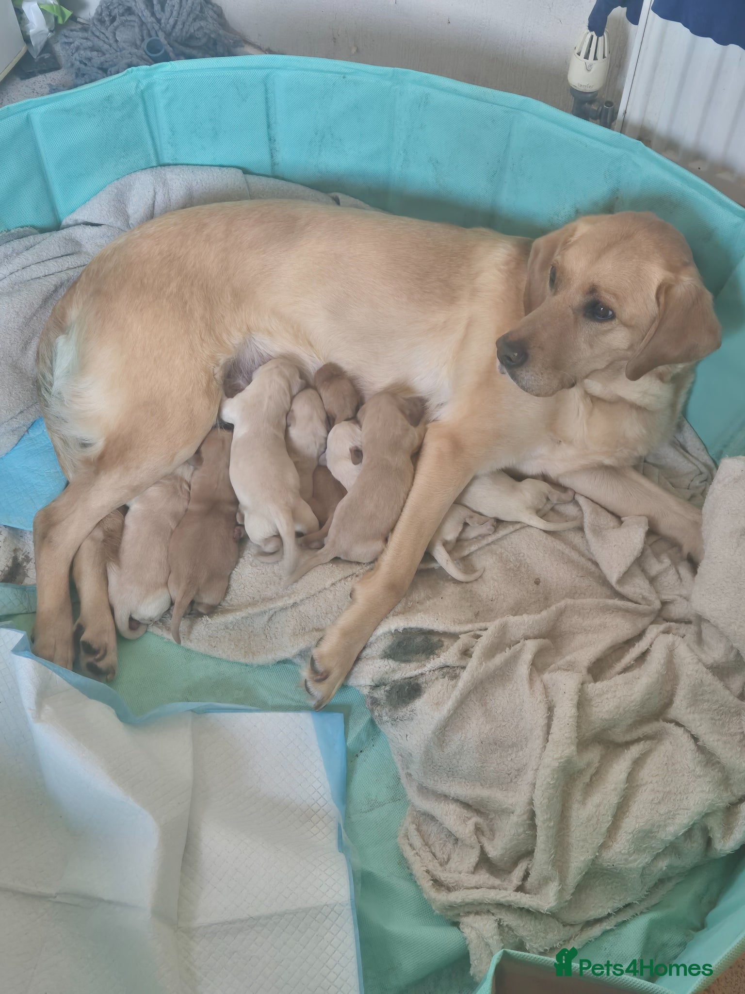 Labrador Retriever dogs Puppies born 22nd April  - Advert 1