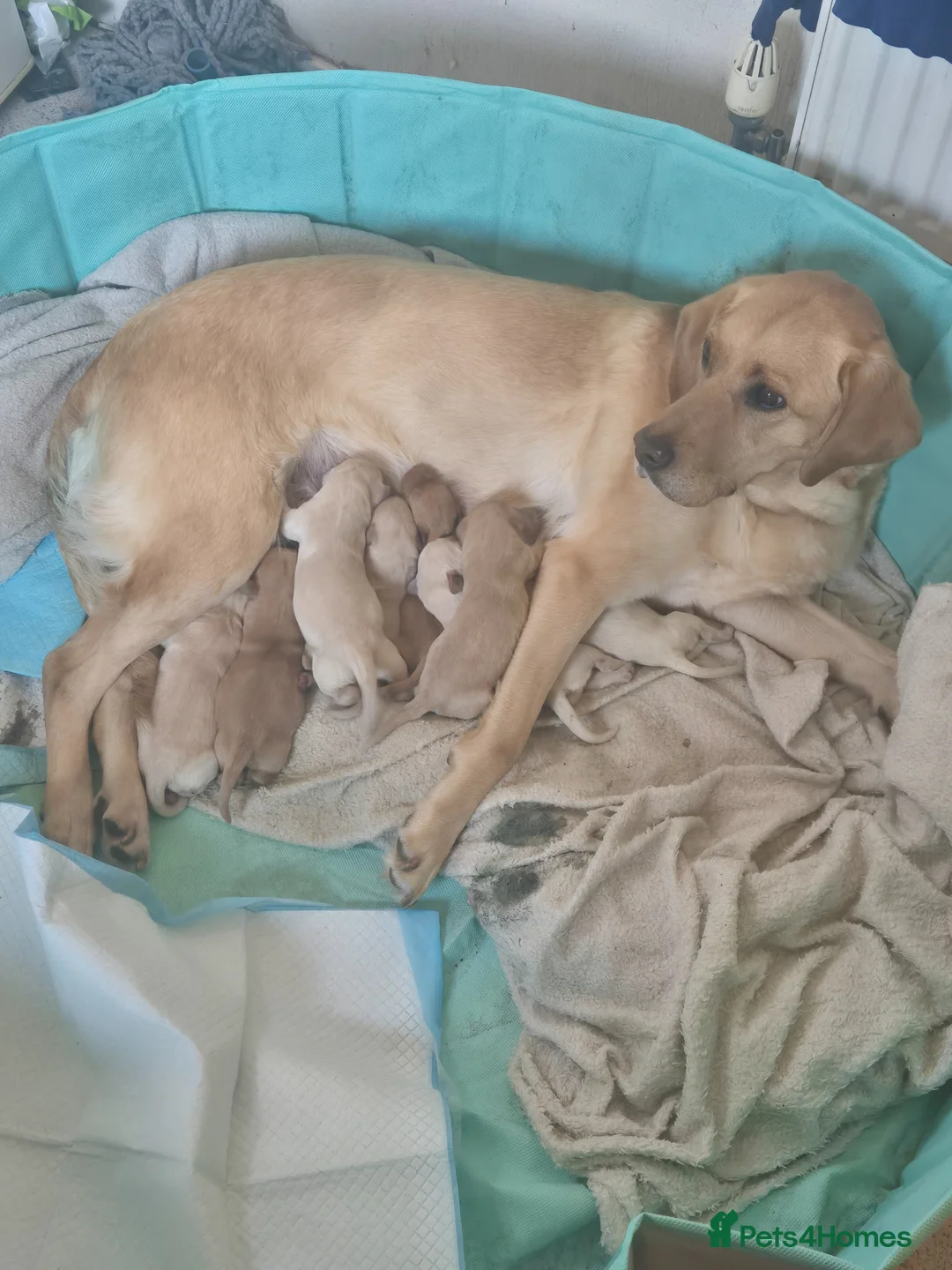 Labrador Retriever dogs for sale: Puppies born 22nd April  - Advert 1
