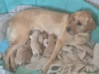 Labrador Retriever dogs Puppies born 22nd April - Advert 1