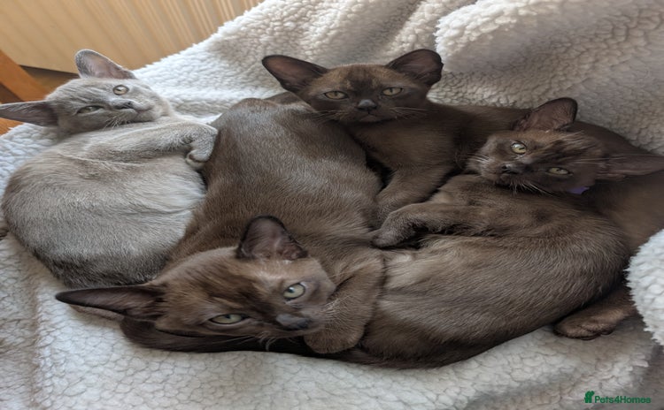 Burmese cats - Advert 3