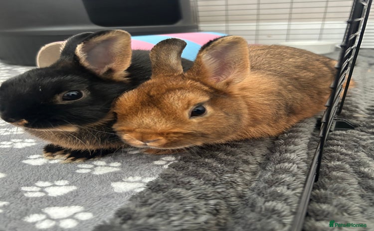 Netherland Dwarf rabbits - Advert 1