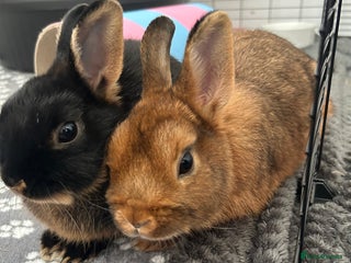 Netherland Dwarf rabbits - Advert 1