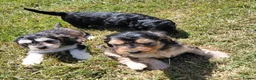 Cavapoo dogs for sale: Brilliant Cockalier-a-Poo Puppies – Ready Soon! - Advert 5