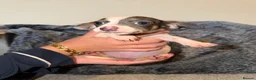 Chiweenie dogs for sale: 3 Beautiful Chiweenies For Sale 1BOY2 GIRLS!READY! - Advert 5