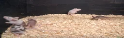 Mouse rodents for sale: Baby Fancy and Hairless Mice Females - Advert 4