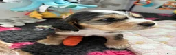 Cocker Spaniel dogs for sale: ✅RKC Reg✅DNA Tested✅Low COI✅Home Reared✅A* Reviews in Fareham - Advert 9