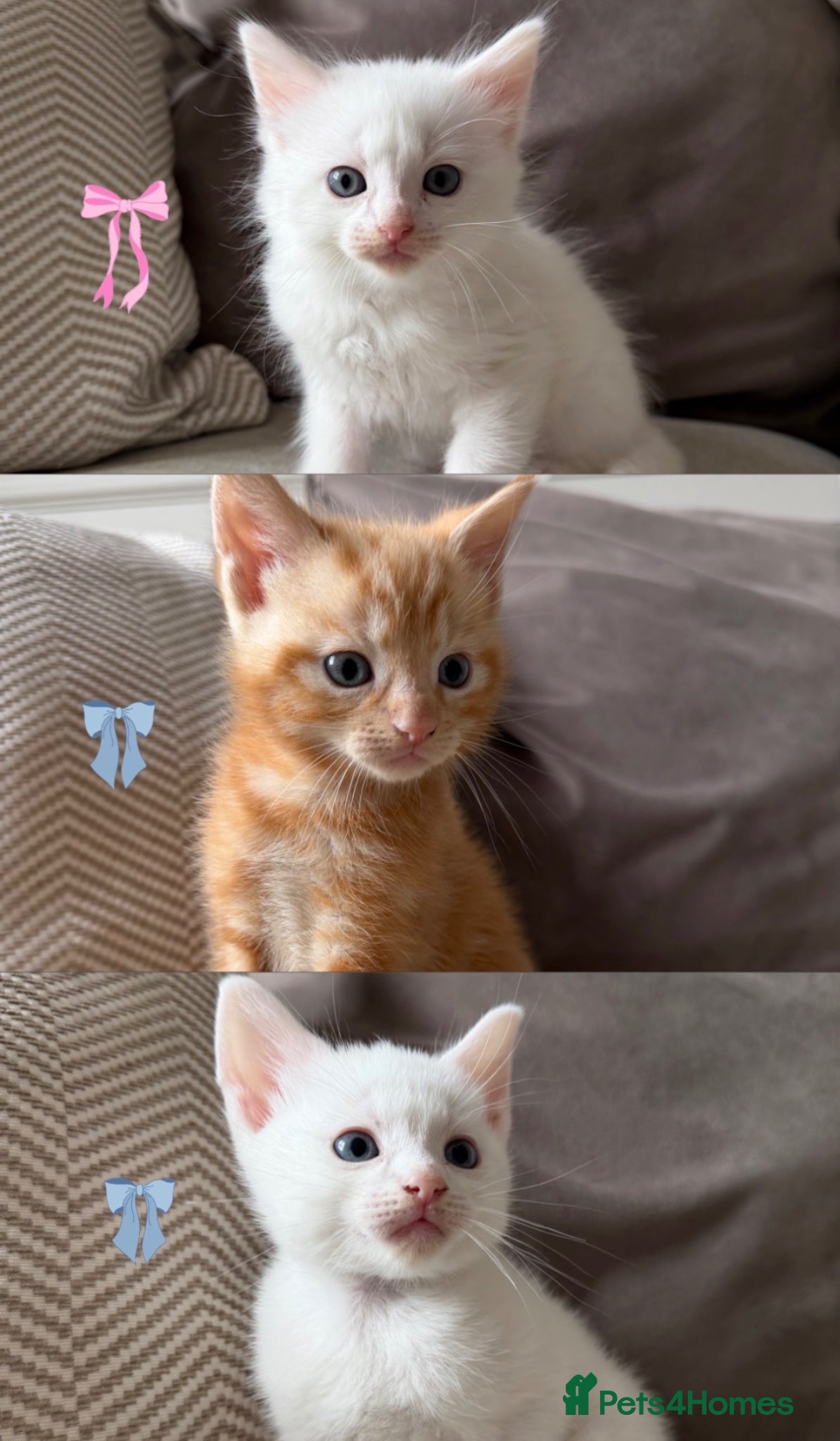 Domestic Shorthair cats Beautiful Kittens For Sale - Advert 5