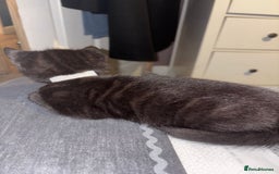 Bengal cats for sale: 3 female Bengal cross kittens  - Image 9