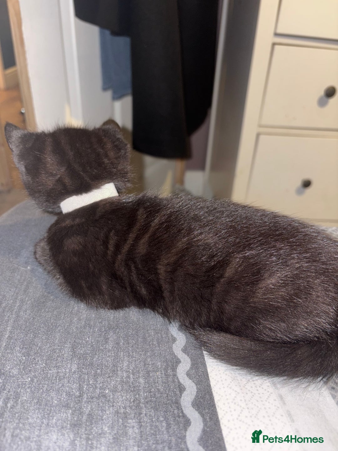 Bengal cats for sale: 3 female Bengal cross kittens  - Image 9