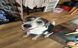 Mixed Breed dogs for sale: Huskeydor 10 months old - Image 5