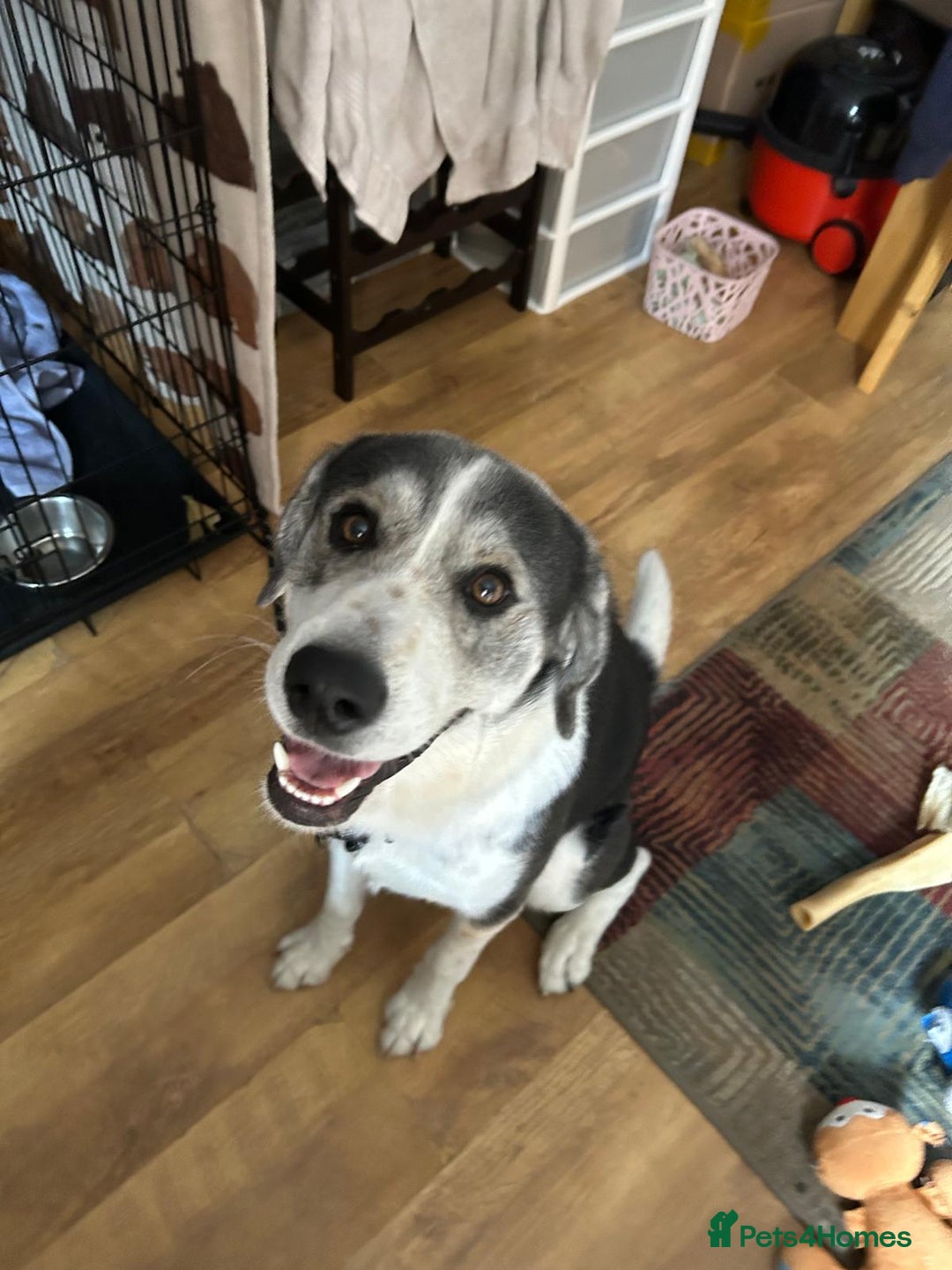 Mixed Breed dogs for sale: Huskeydor 10 months old - Image 5
