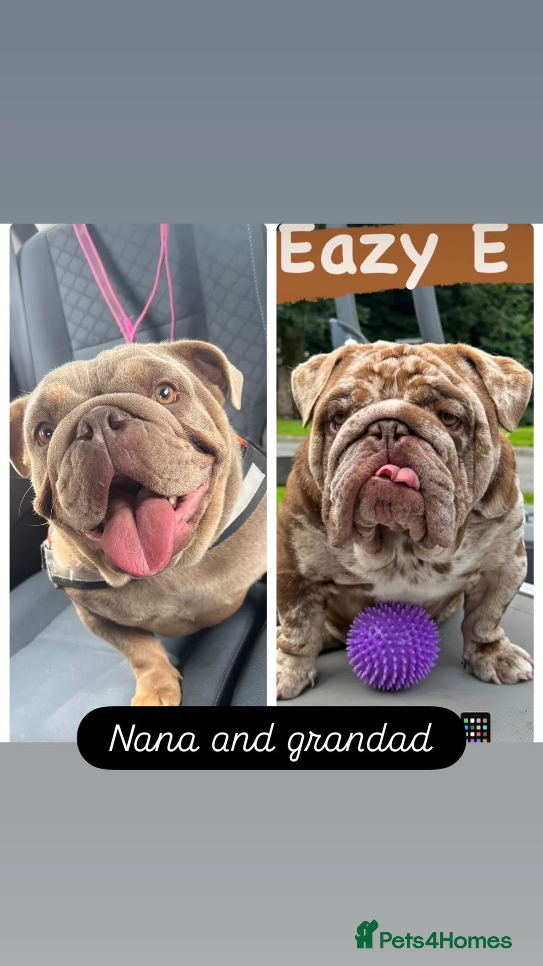 English Bulldog dogs for sale: Blown away with the interest in these guys already - Advert 3