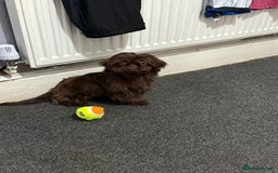 Shih Tzu dogs for sale: Beautiful Imperial Shih Tzu Puppy – Brown Female - Image 2