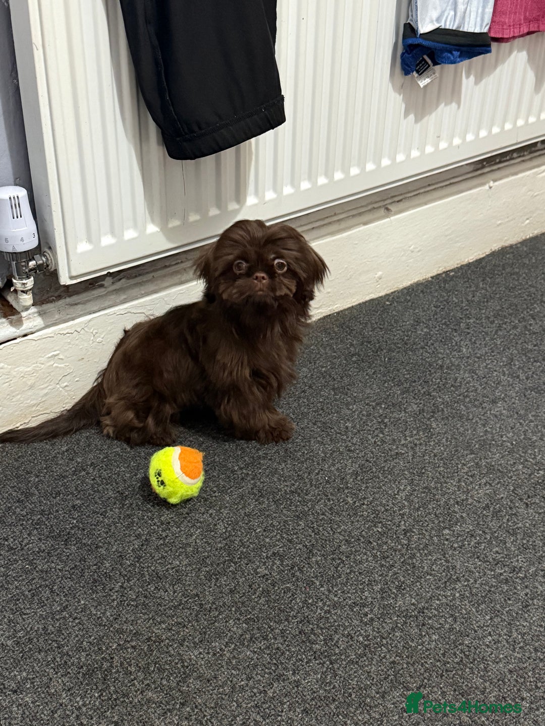 Shih Tzu dogs for sale: Beautiful Imperial Shih Tzu Puppy – Brown Female - Image 2
