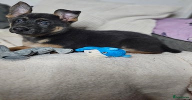 German Shepherd dogs German shepherd puppies  - Advert 5