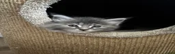 Maine Coon cats for sale: Majestic Maine Coon Kittens  - Advert 19