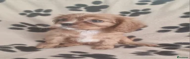 Cavalier King Charles Spaniel 1