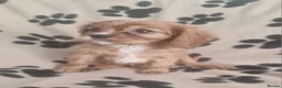 Cavalier King Charles Spaniel dogs for sale: Cavalier King Charles Spaniel Puppies  - Advert 6