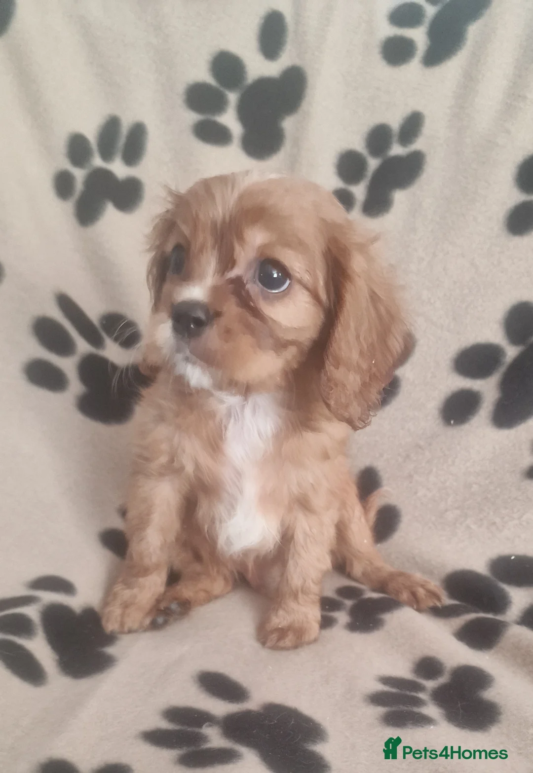 Cavalier King Charles Spaniel dogs for sale: Cavalier King Charles Spaniel Puppies  - Advert 6
