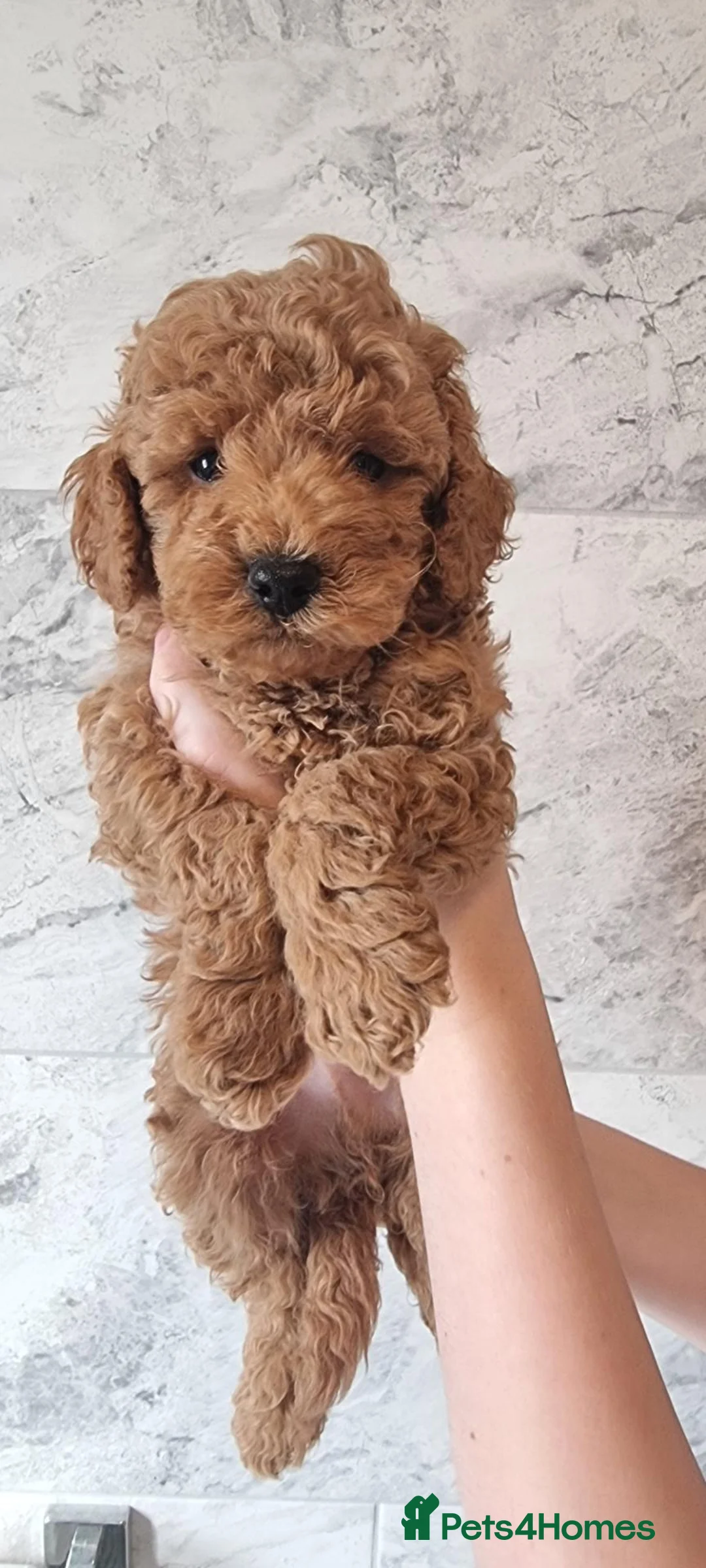 Toy Poodle dogs for sale: Kc reg toy poodle READY NOW - Advert 2