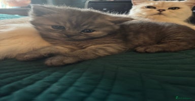 British Shorthair cats - Advert 7