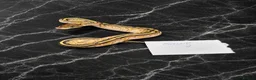Python Snake reptiles for sale: Hatchling Ball Pythons Available!! - Advert 2