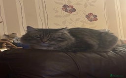 Mixed Breed cats for sale: Tabby long haired female mixed breed cat - Image 10