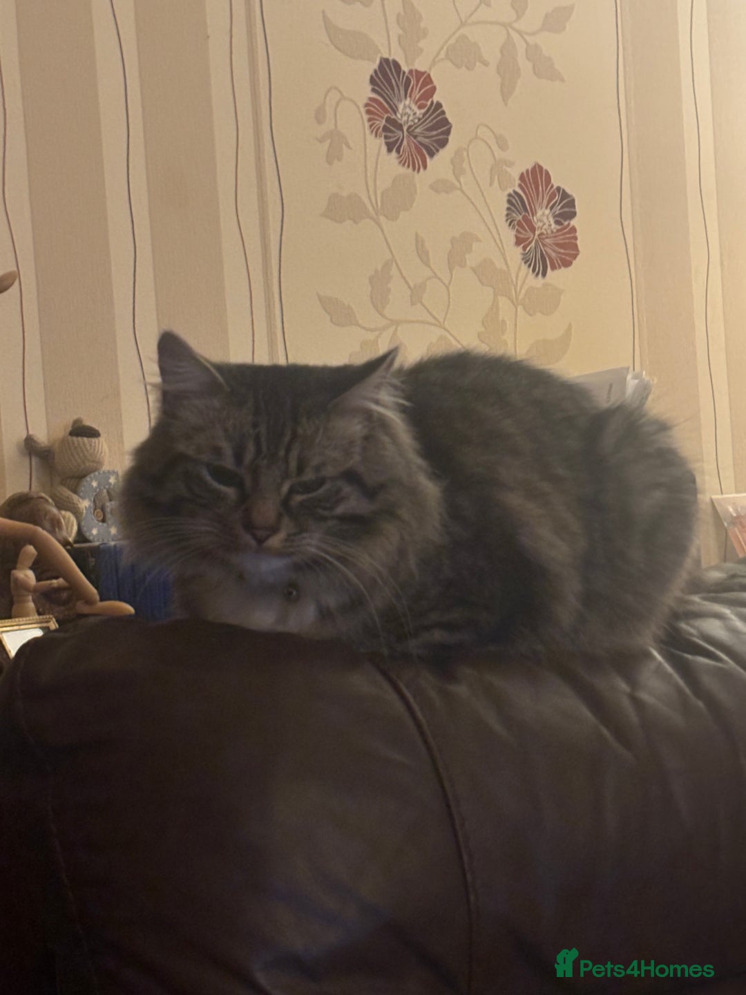 Mixed Breed cats for sale: Tabby long haired female mixed breed cat - Image 10