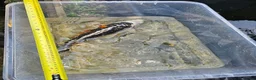 Koi Carp fish for sale: Mix of koi carp/sturgeon and tench for sale in Leeds - Advert 16