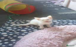 Turkish Angora cats for sale: Turkish angora cross Bengal  - Image 16