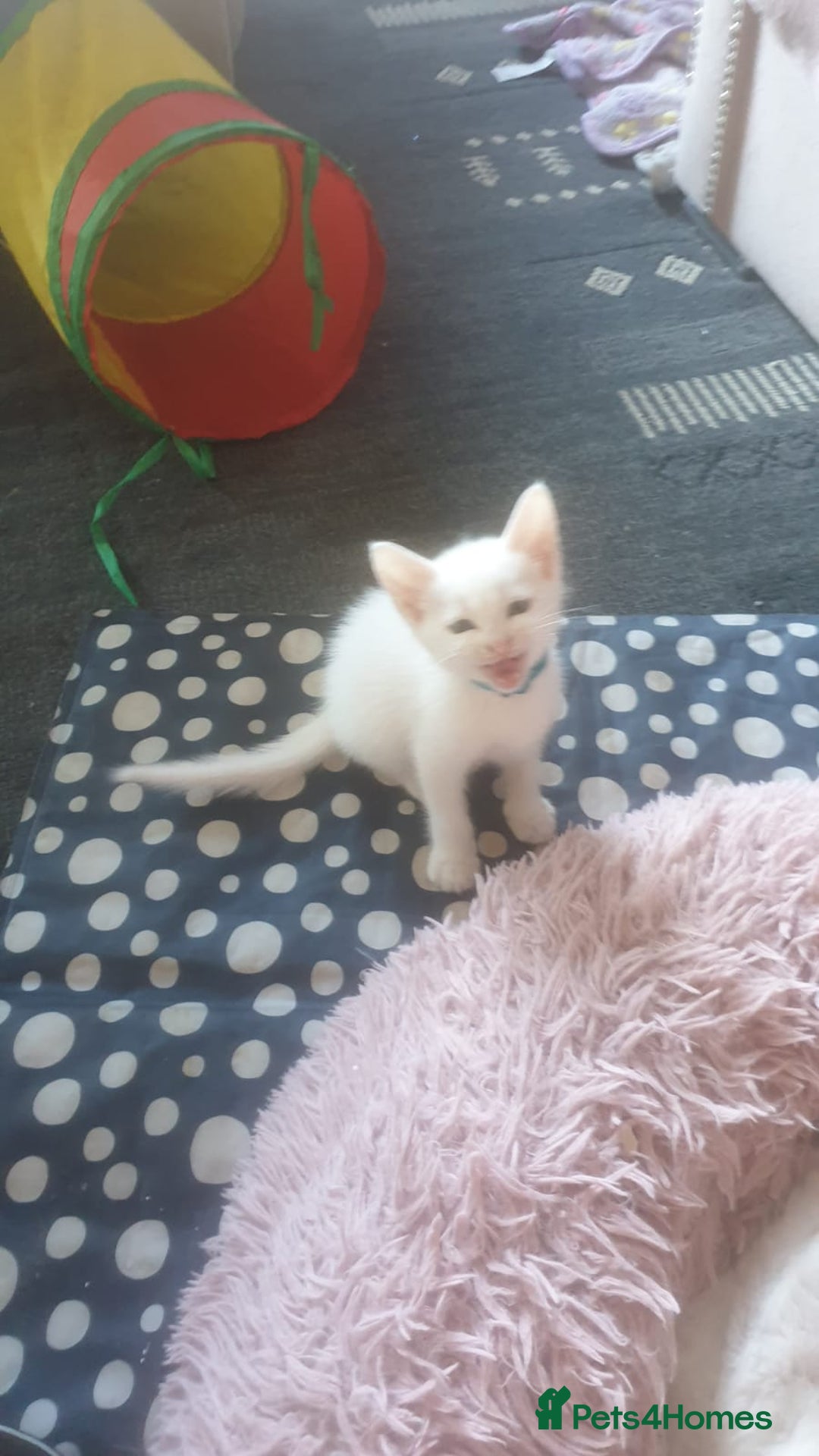 Turkish Angora cats for sale: Turkish angora cross Bengal  - Image 16