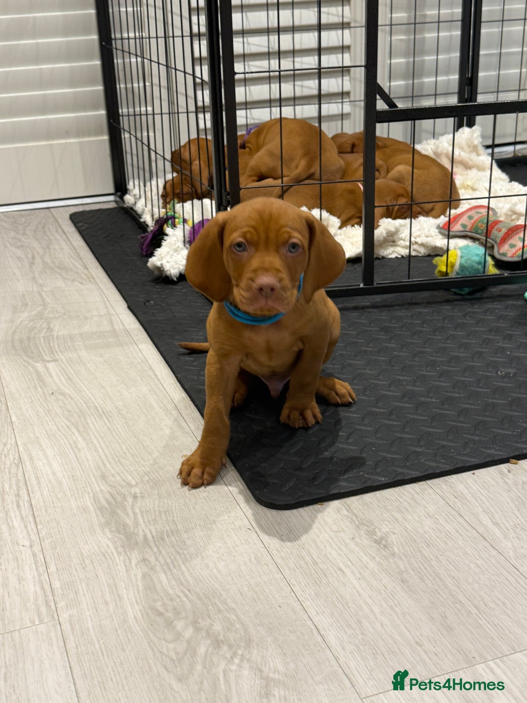 Hungarian Vizsla dogs for sale: Hungarian Vizsla Puppies – Prime Pedigree - Advert 1